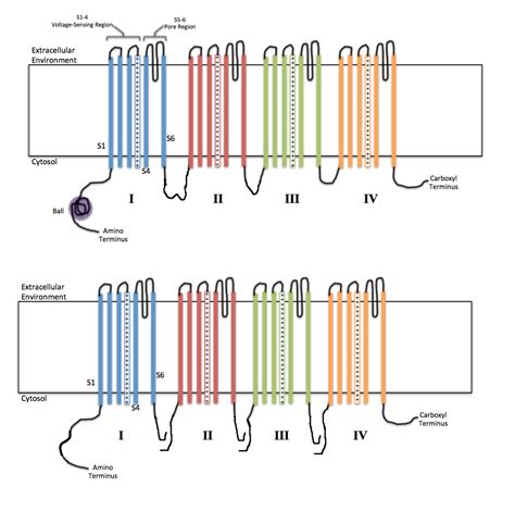 voltage gated chanel wiki|voltage gate ion channel structure.